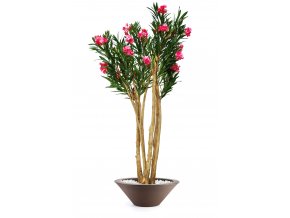 Oleander Florida 240 cm Pink V1079003