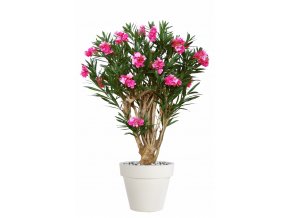 Oleander Robusta 180 cm Pink V1079002