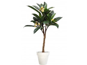 Plumeria Florida Plant 150 cm Green Cream V1082003