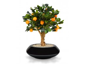 193006 sinaasappel bonsai 65 op voet south australia 40 shiny black