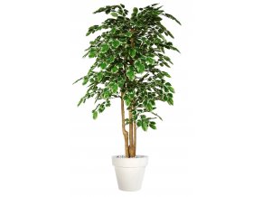 Beech Florida Topiary 200 cm Variegated V1080V06