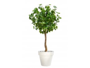 Gynkgo Topiary 150 cm Green V1087004