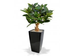 154508 philodendron 80 op voet cubico 30 zwart