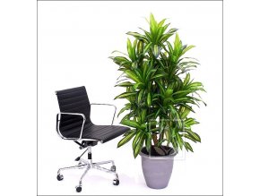 7147 umely strom dracaena massangeana 160cm