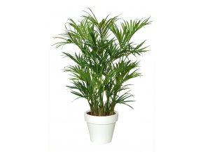 Kentia Palm Lux x3 200 cm Green V4175002