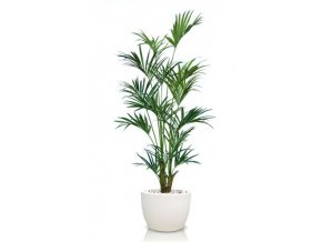 Kentia Palm 240 cm Green V4533GRN