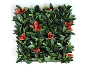 27761 mat photinia uvr 50x50 green m020uvr