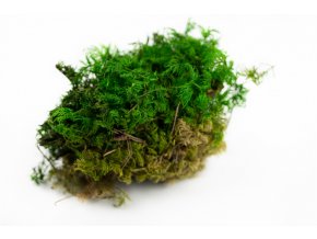 preserved fern moss 26c