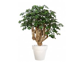 10165 umely strom buxifolia robusta 170cm