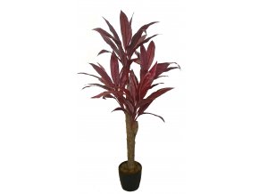 Cordyline Exotica 120 cm Burgundy V1076002