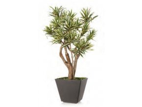 10879 umely strom dracaena reflexa robustina vario 90cm