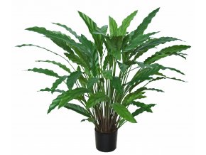 Calathea w pot 80 cm Green 5415GRN