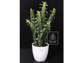 12319 umela rostlina euphorbia 40cm