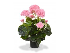 407404rspp10 geranium 40 roze