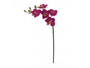 510001 mini phalaenopsis 50 paars