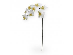 510006 phalaenopsis 80 wit