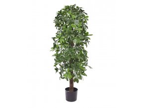 130212uv schefflera kolom 120