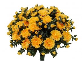 chrysantema YELL