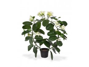 440104 stephanotis 40