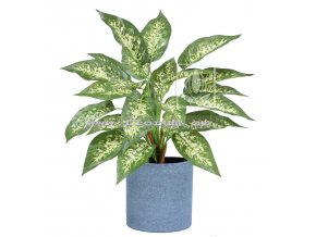 Dieffenbachia 45cm