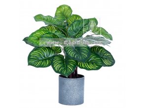 Caladium pieper 50cm