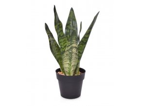 150403gr sanseveria 30 groen