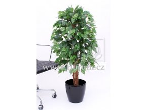 Ficus benjamin 120 Multi