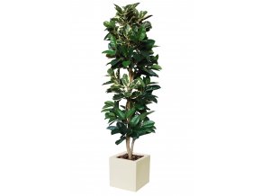 Ficus Elastica Column 250 cm Variegated V5426015