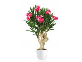 Oleander Crown Mini 100 cm Pink 1079004