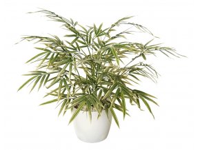 Bamboo Japanese Bush 60 cm Variegated 1054V01