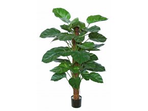 Pothos Golden Plant w pot 140 cm Green 5519GRN