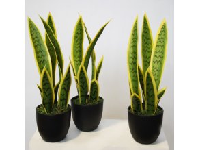 Sanseveria Trifasciata w pot 40 cm Green Yellow 5607GYE