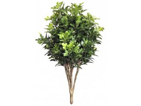 Boxwood UVR Bush 70 cm Green (1)