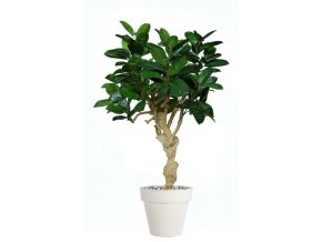 26560 ficus elastica crown 180 cm green 5426005