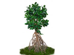 ficus elastica root giant 260 cm green 5426007