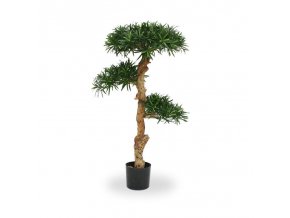 150412 podocarpus bonsai 110 pp