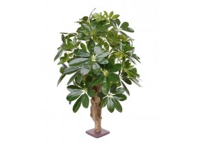 130306 schefflera 65 2