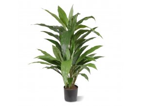 draceana groen x4 80cm in pot 152808gr 1