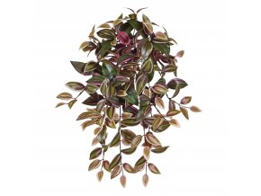 205306 Tradescantia 60 groen rood 01 3