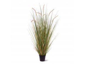 AnyConv.com 411810 Pennisetum grasplant 100 01