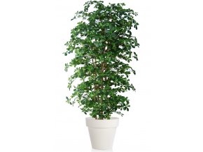 Buxifolia Boschetto 220 cm Green V1056002