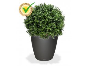 138206uv buxus ball 60 classico 43