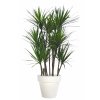 Dracaena Marginata Boschetto 190 cm Green Red V5547000