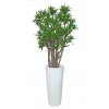 Dracaena Reflexa Robusta 190 cm Green V4008A32