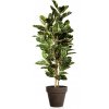 Ficus Elastica Tree 170 cm Variegated V1081008