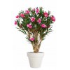 Oleander Robusta 180 cm Pink V1079002