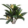 Plumeria Florida Plant 150 cm Green Cream V1082003b