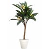 Plumeria Florida Plant 150 cm Green Cream V1082003