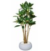 Plumeria Florida 240 cm Green Cream V1082002