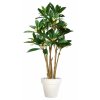 Plumeria Florida 240 cm Green Cream V1082002